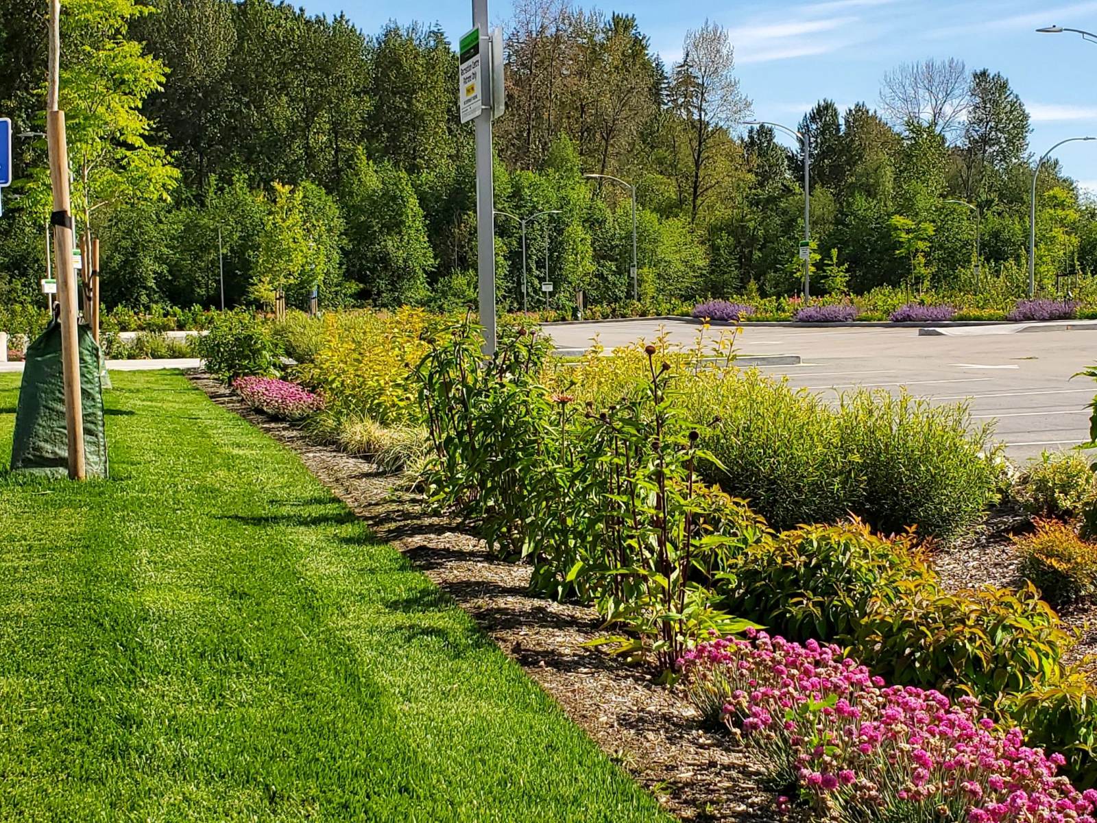 Vibrant perennial beds with pink blooms bordering a manicured lawn along a commercial boulevard