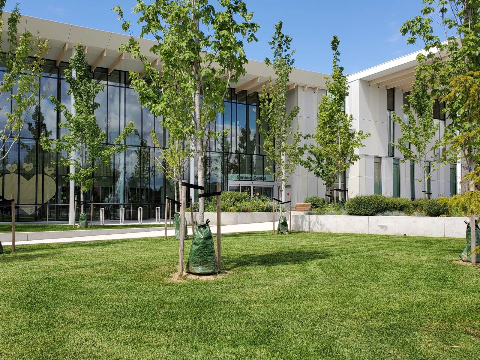 Fresh sod and young maple trees in front of a modern glass civic building