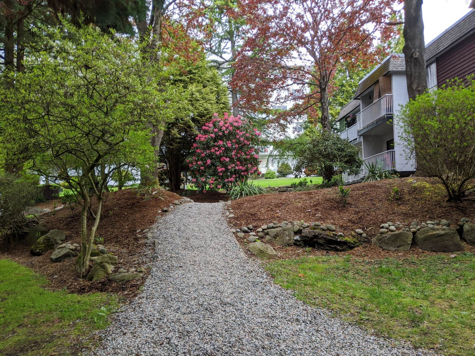 Gravel garden pathway through mulched beds with blooming rhododendron