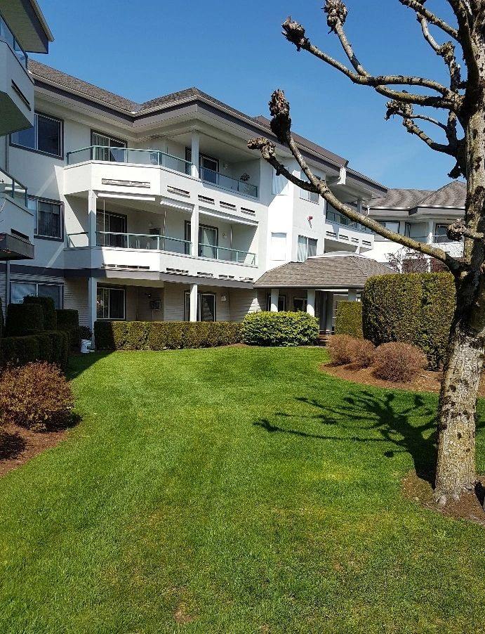 Sunlit courtyard lawn with sculpted hedges at a residential strata complex