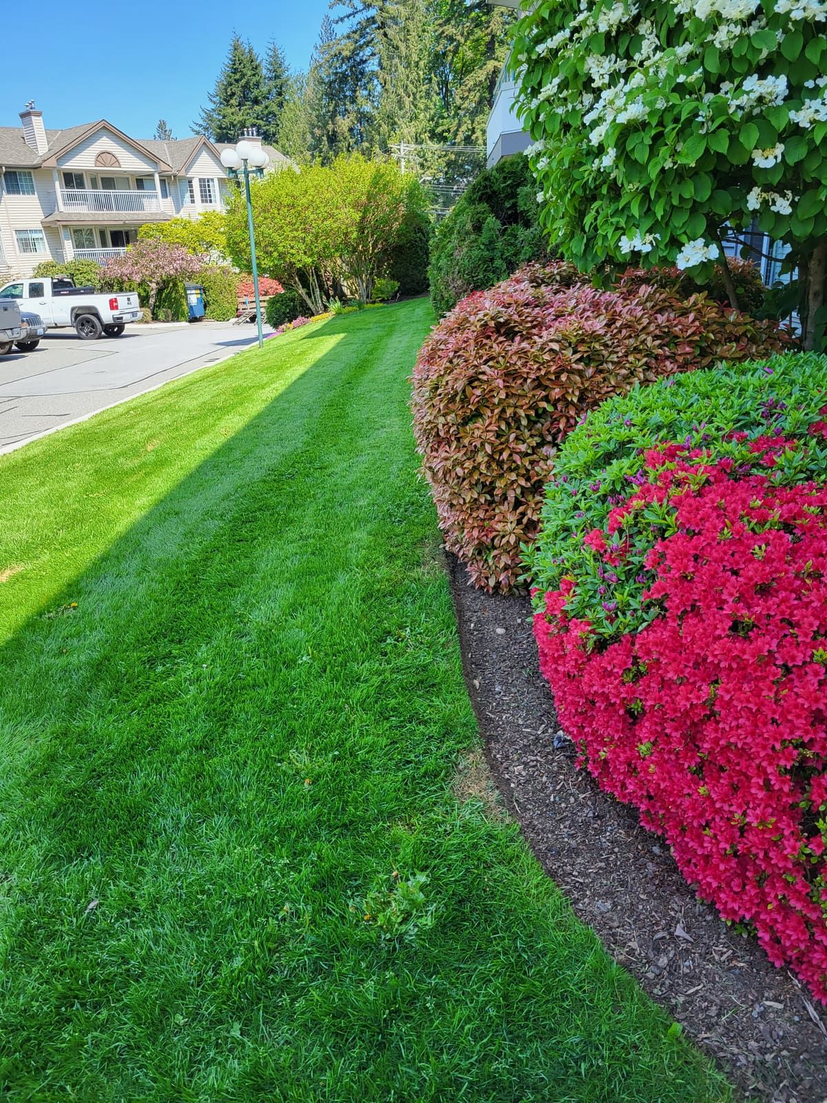 Freshly mowed lawn beside layered shrub beds with crimson azaleas in full bloom at a townhouse complex