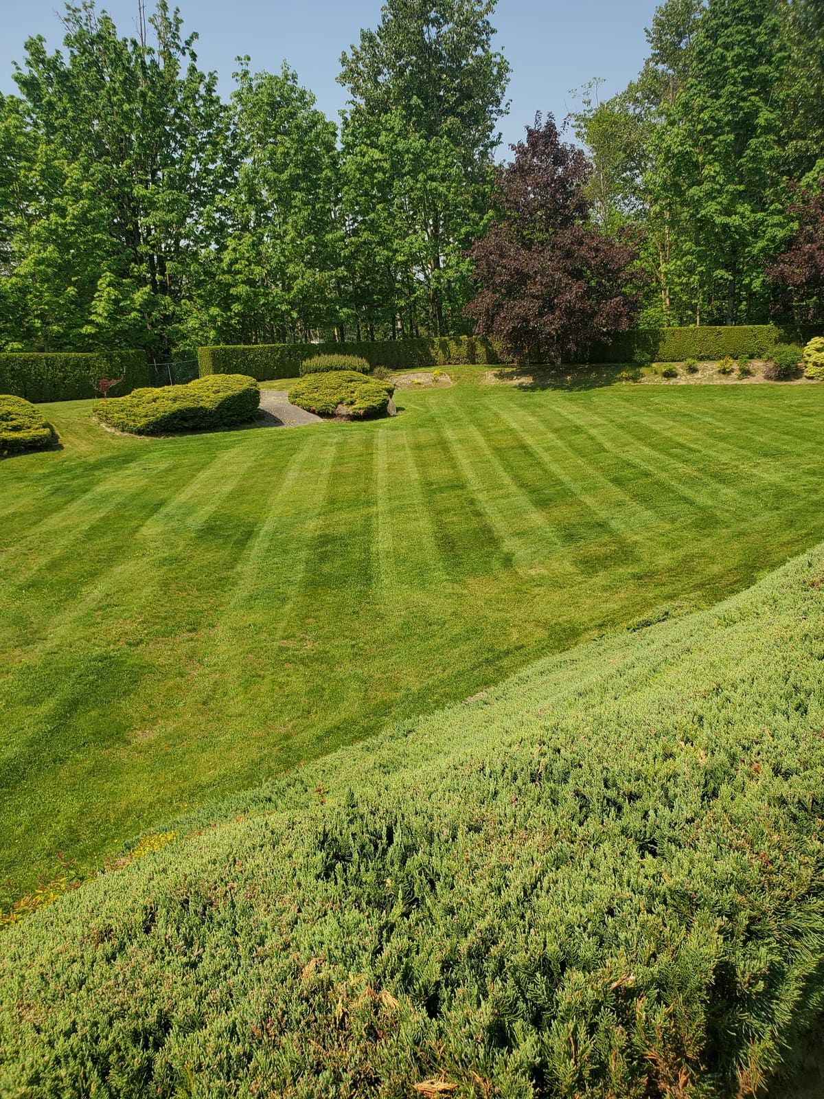 Mowing stripes fanning across a wide lawn bordered by tall cedar hedges and sculpted shrubs